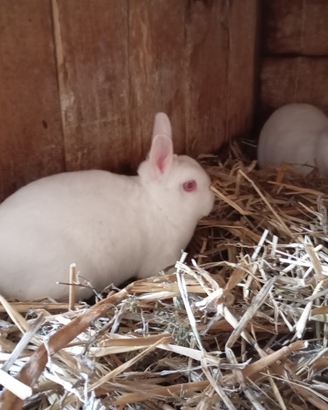 Conigli nani razza rex