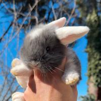 Piccoli conigli nani ariete