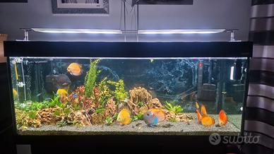 Acquario 500lt completo