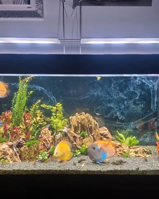 Acquario 500lt completo