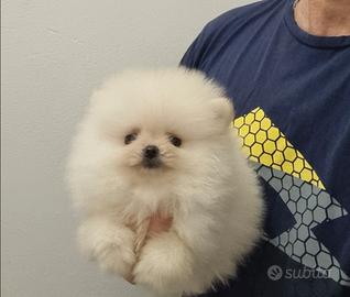 Spitz di Pomerania
