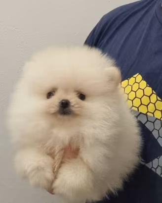 Spitz di Pomerania