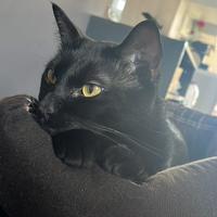 Oscar - gatto nero di 1 anno e mezzo