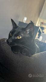 Oscar - gatto nero di 1 anno e mezzo