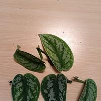 Talee di Scindapsus Pictus