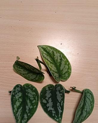 Talee di Scindapsus Pictus