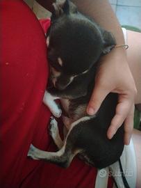 Chihuahua maschio