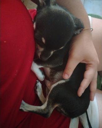 Chihuahua maschio
