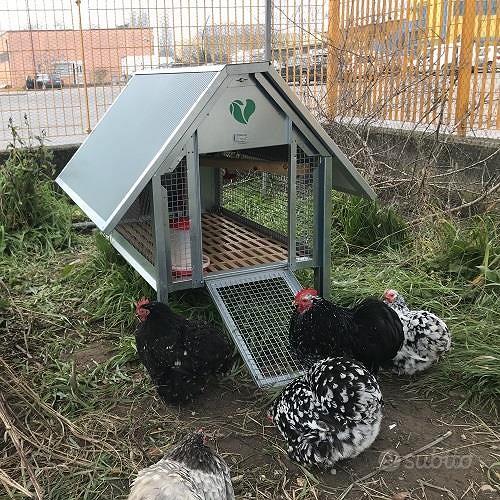 Pollaio per 12 galline ovaiole / ornamentali POLLY FARM 2XL GREY