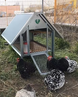 Pollaio Coibentato In Ferro Per 5 Galline Ovaiole