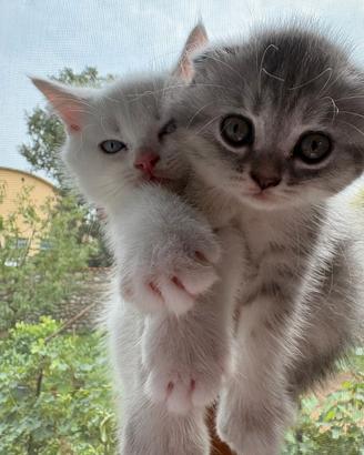 Scottish Fold e Scottish Straight