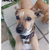 Cagnoline taglia piccola