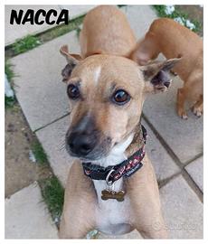 Cagnoline taglia piccola