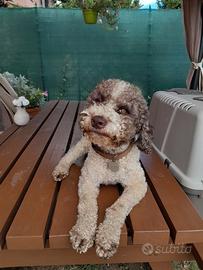 Lagotto romagnolo