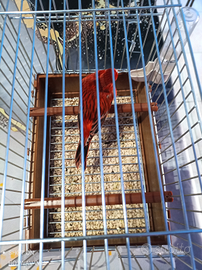 Canarino agata rosso intenso