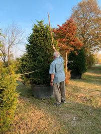 Taxus Bacata e Chamaerops excelsa 