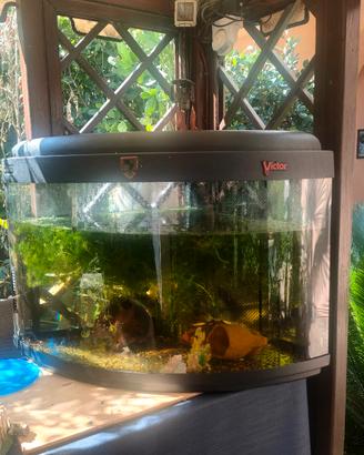 acquario