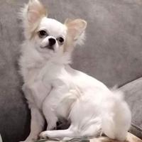 Chihuahua Stallone per monta