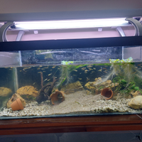 Guppy endler