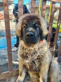 Cucciolo Pastore del Caucaso