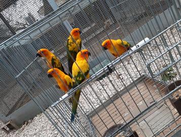 Pappagalli coppie e singoli varie specie ADULTI