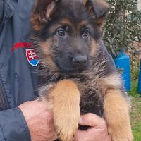 Cuccioli di pastore tedesco