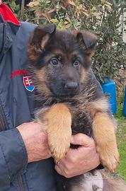 Cuccioli di pastore tedesco