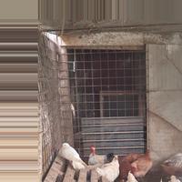 Vendita di Galline e uova a incubare