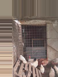 Vendita di Galline e uova a incubare