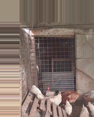 Vendita di Galline e uova a incubare
