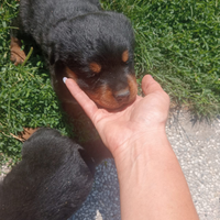 Cuccioli di rottweiler