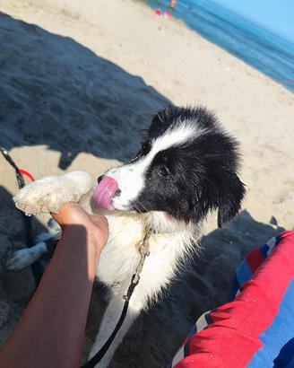 Border Collie