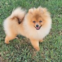 Spitz pomerania nano