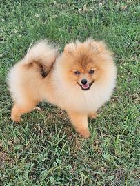 Spitz pomerania nano
