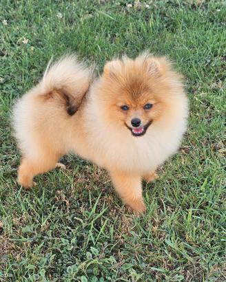 Spitz pomerania nano