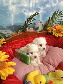 Di Taglia Molto Piccola Toy Maltesi Mini