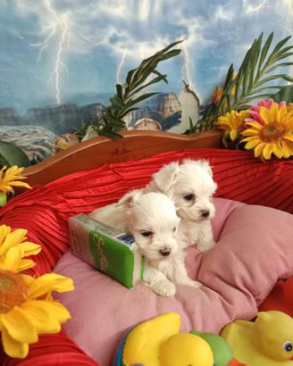 Di Taglia Molto Piccola Toy Maltesi Mini