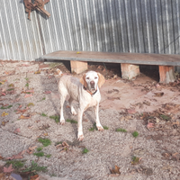 Cane braccopointer tartufi