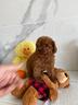 barboncini-mini-toy-toy-con-pedigree-toy-