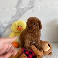 Barboncini Mini Toy & Toy con Pedigree (Toy)