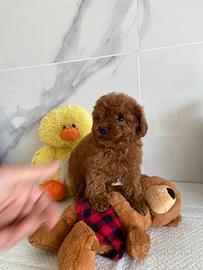 Barboncini Mini Toy & Toy con Pedigree (Toy)