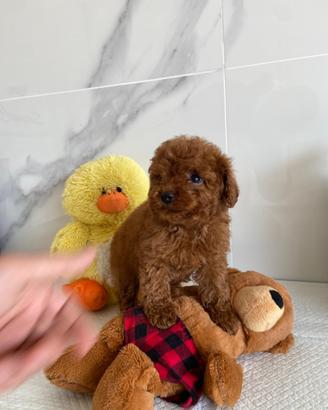 Barboncini Mini Toy & Toy con Pedigree (Toy)