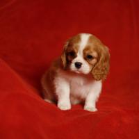 Cavalier King