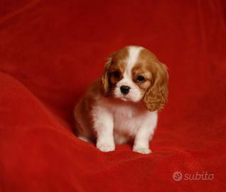 Cavalier King