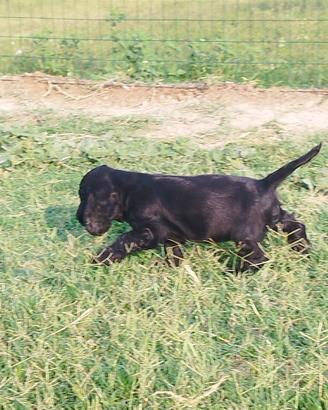 cocker spaniel