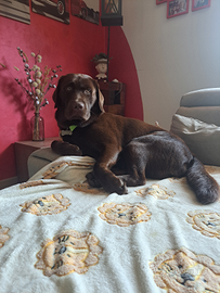 Labrador chocolate per monta