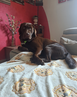 Labrador chocolate per monta