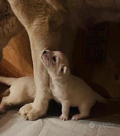 Pastore dell'Asia centrale(Alabai)