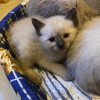 Gatti siamese thai