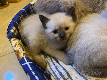 Gatti siamese thai